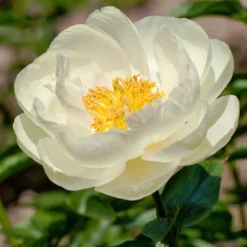 Menu Peony Cutting Garden Collection -US Garden Plants Sales 2024 86125 prairie moon peony