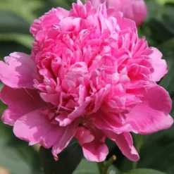 Menu Peony Cutting Garden Collection -US Garden Plants Sales 2024 86126 plena rosea peony 2