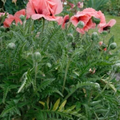 Menu Dynamic Oriental Poppy Collection -US Garden Plants Sales 2024 86127 mrs perry oriental poppy 2