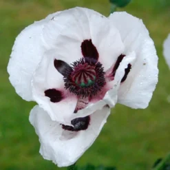 Menu Perennial Mix Collection -US Garden Plants Sales 2024 86128 perrys white oriental poppy 2