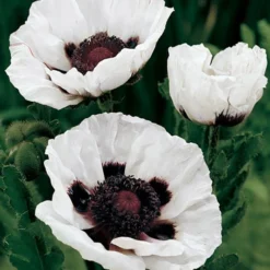 Menu Perennial Mix Collection -US Garden Plants Sales 2024 86128 perrys white oriental poppy