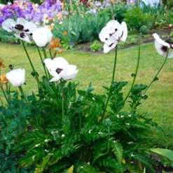 Menu Perennial Mix Collection -US Garden Plants Sales 2024 86128 perrys white oriental poppy 3