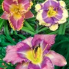 Menu Fancy Frills Daylily Collection 1 Menu Fancy Frills Daylily Collection -US Garden Plants Sales 2024 86138 fancy frills daylily collection