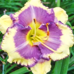 Menu Fancy Frills Daylily Collection 10 Menu Fancy Frills Daylily Collection -US Garden Plants Sales 2024 86138 fancy frills daylily collection 2