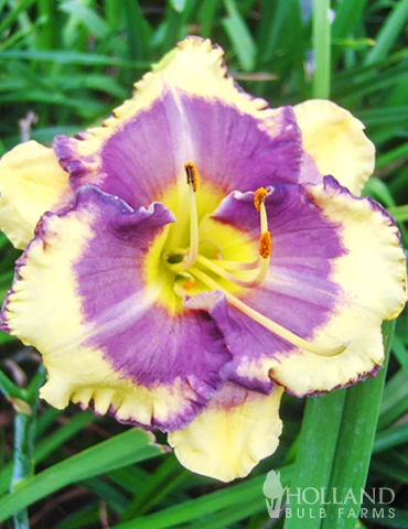 Menu Fancy Frills Daylily Collection 4 Menu Fancy Frills Daylily Collection - Image 2
