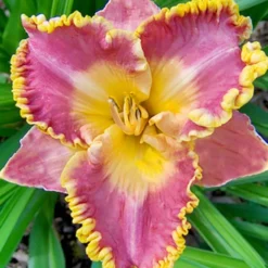 Menu Fancy Frills Daylily Collection 11 Menu Fancy Frills Daylily Collection -US Garden Plants Sales 2024 86138 fancy frills daylily collection 3