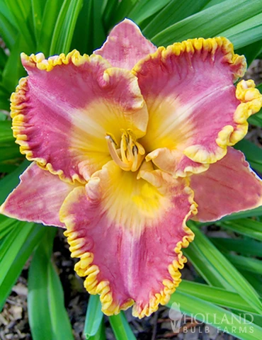 Menu Fancy Frills Daylily Collection 5 Menu Fancy Frills Daylily Collection - Image 3