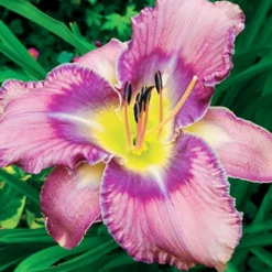 Menu Fancy Frills Daylily Collection 12 Menu Fancy Frills Daylily Collection -US Garden Plants Sales 2024 86138 fancy frills daylily collection 5