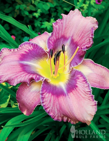 Menu Fancy Frills Daylily Collection 6 Menu Fancy Frills Daylily Collection - Image 4