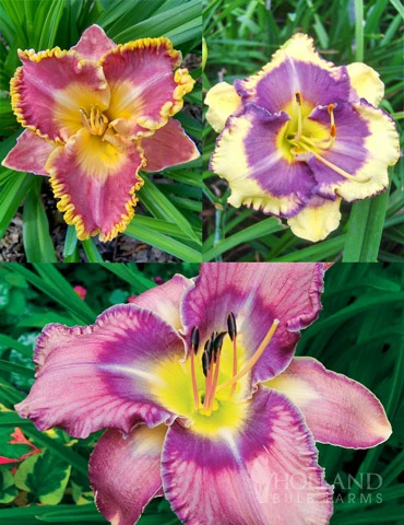 Menu Fancy Frills Daylily Collection 3 Menu Fancy Frills Daylily Collection