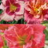 Menu Frenzy Of Pink Daylily Collection -US Garden Plants Sales 2024 86139 frenzy of pink daylily collection