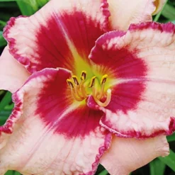 Menu Frenzy Of Pink Daylily Collection -US Garden Plants Sales 2024 86139 frenzy of pink daylily collection 3