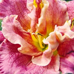 Menu Frenzy Of Pink Daylily Collection -US Garden Plants Sales 2024 86139 frenzy of pink daylily collection 4