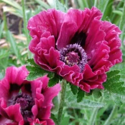 Menu Dynamic Oriental Poppy Collection -US Garden Plants Sales 2024 86146 harlem oriental poppy