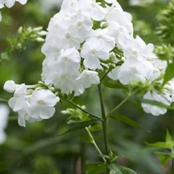 Menu Perennial Mix Collection -US Garden Plants Sales 2024 86148 david tall phlox