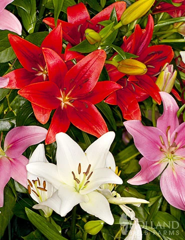 Menu 90 Days Of Spring Flowers Garden Kit 10 Menu 90 Days Of Spring Flowers Garden Kit - Image 8