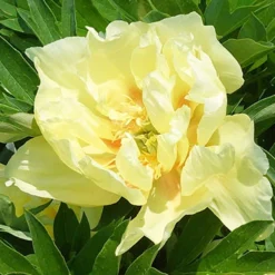 Menu Peony Cutting Garden Collection -US Garden Plants Sales 2024 86169 bartzella itoh hybrid peony 2