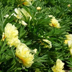 Menu Peony Cutting Garden Collection -US Garden Plants Sales 2024 86169 bartzella itoh hybrid peony 3