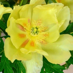 Menu Peony Cutting Garden Collection -US Garden Plants Sales 2024 86169 bartzella itoh hybrid peony 4