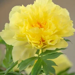 Menu Peony Cutting Garden Collection -US Garden Plants Sales 2024 86169 bartzella itoh hybrid peony 5