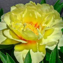 Menu Peony Cutting Garden Collection -US Garden Plants Sales 2024 86169 bartzella itoh hybrid peony 6
