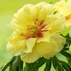 Menu Peony Cutting Garden Collection -US Garden Plants Sales 2024 86169 bartzella itoh hybrid peony 7