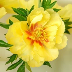 Menu Peony Cutting Garden Collection -US Garden Plants Sales 2024 86169 bartzella itoh hybrid peony 8