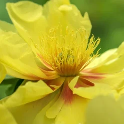 Menu Peony Cutting Garden Collection -US Garden Plants Sales 2024 86169 bartzella itoh hybrid peony 9