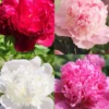 Menu Fragrant Peony Collection 2 Menu Fragrant Peony Collection -US Garden Plants Sales 2024 86174 fragrant peony collection