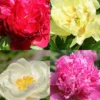 Menu Peony Cutting Garden Collection 1 Menu Peony Cutting Garden Collection -US Garden Plants Sales 2024 86175 peony cutting garden collection