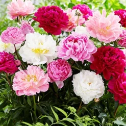 Menu Perennial Mix Collection -US Garden Plants Sales 2024 86176 lactiflora peony mix