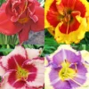 Menu Beginner Daylily Collection 1 Menu Beginner Daylily Collection -US Garden Plants Sales 2024 86199 beginner daylily collection