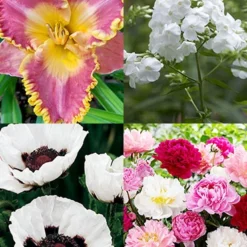 Menu Perennial Mix Collection