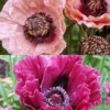 Menu Dynamic Oriental Poppy Collection 1 Menu Dynamic Oriental Poppy Collection -US Garden Plants Sales 2024 86202 dynamic poppy collection