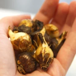 Menu Fragrant Mix Collection 29 Menu Fragrant Mix Collection -US Garden Plants Sales 2024 87101 camassia 2