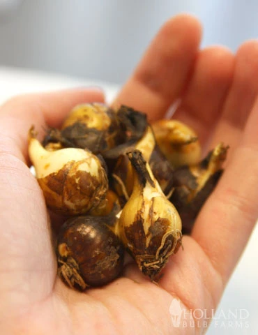 Menu Fragrant Mix Collection 14 Menu Fragrant Mix Collection - Image 12