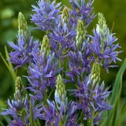 Menu Fragrant Mix Collection 27 Menu Fragrant Mix Collection -US Garden Plants Sales 2024 87101 camassia