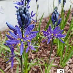 Menu Fragrant Mix Collection 28 Menu Fragrant Mix Collection -US Garden Plants Sales 2024 87101 cammassia wild hyacinth