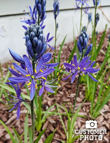 Menu Fragrant Mix Collection 13 Menu Fragrant Mix Collection - Image 11