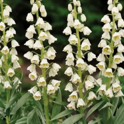 Menu Bloomin Bells Duo Collection 14 Menu Bloomin Bells Duo Collection -US Garden Plants Sales 2024 87103 ivory bells fritillaria 1