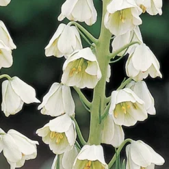 Menu Purple And White Fritillaria Collection -US Garden Plants Sales 2024 87103 ivory bells fritillaria 2
