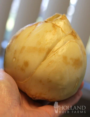 Menu Bloomin Bells Duo Collection 8 Menu Bloomin Bells Duo Collection - Image 6