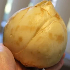 Menu Purple And White Fritillaria Collection -US Garden Plants Sales 2024 87103 ivory bells fritillaria 3