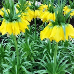 Menu Frantic For Fritillaria Collection -US Garden Plants Sales 2024 87104 lutea fritillaria
