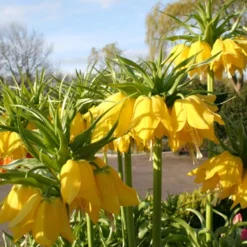 Menu Frantic For Fritillaria Collection -US Garden Plants Sales 2024 87104 lutea yellow fritillaria 2