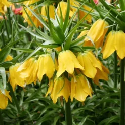 Menu Frantic For Fritillaria Collection -US Garden Plants Sales 2024 87104 lutea yellow fritillaria