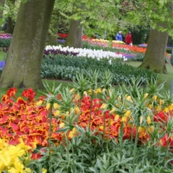 Menu Frantic For Fritillaria Collection -US Garden Plants Sales 2024 87104 lutea yellow fritillaria 3