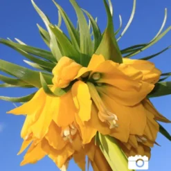 Menu Frantic For Fritillaria Collection -US Garden Plants Sales 2024 87104 lutea yellow fritillaria 5