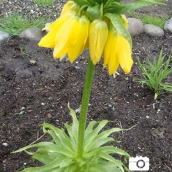 Menu Frantic For Fritillaria Collection -US Garden Plants Sales 2024 87104 lutea yellow fritillaria 6