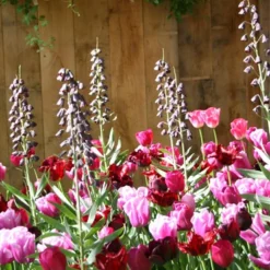 Menu Purple And White Fritillaria Collection -US Garden Plants Sales 2024 87105 persica purple fritillaria 2